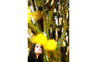 Download Foto: Frau schaut nach oben vor einem Baum. Unscharfe gelbe Lichtflecken im Vordergrund. Herbstliche Stimmung.