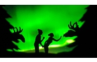 Download Foto: Zwei Schattenfiguren unter Nordlichtern, flankiert von zwei Elchen, vor einem hellen, grünen Himmel.