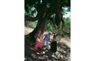 Download Foto: Eine Gruppe von Menschen steht unter einem großen Baum im Freien und unterhält sich. Der Boden ist schattig und von Sonnenlicht durchzogen.